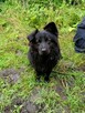 Kruczek do adopcji - 5