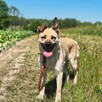 Frytka do adopcji - 8