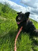 Kruczek do adopcji - 7