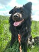Kruczek do adopcji - 9