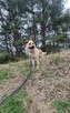 Frytka do adopcji - 9