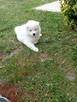 SAMOYED SZCZENIĘTA - 5
