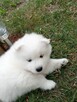 SAMOYED SZCZENIĘTA - 8