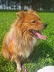 Promyk do adopcji - 3