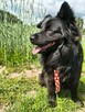 Kruczek do adopcji - 8