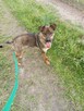 Klops do adopcji - 2
