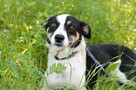 Pepsi - całe życie w schronisku, super sunia do adopcji - 2