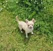 Chihuahua śliczna kremowo biała suczka - 5