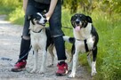 Pepsi - całe życie w schronisku, super sunia do adopcji - 5