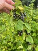 Sprzedam CZARNĄ PORZECZKĘ EKO obierana ręcznie