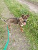 Klops do adopcji - 3