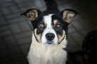 Pepsi - całe życie w schronisku, super sunia do adopcji - 4