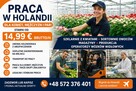 PRACA W NL - SZYBKIE WYJAZDY - 2
