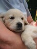 Golden Retriever suczka ZKwp - 3