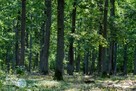 Działka leśna Chmielnik Sędziejowice - 3