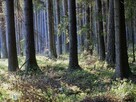 Działka leśna Chmielnik Sędziejowice - 9