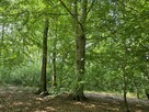 Działka leśna Zawada gm. Tarnów - 14