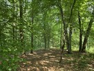 Działka leśna Zawada gm. Tarnów - 15