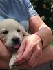 Golden Retriever suczka ZKwp - 4