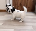Shih tzu suka l dziewczynka przebadane zdrowe - 3