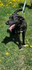 Labrador mix Grzybek -szuka domu schronisko Zgierz -akltualne - 2