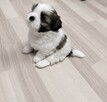Shih tzu suka l dziewczynka przebadane zdrowe - 2