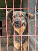 Neska - domowa, rodzinna sunia szuka aktywnego domu! - 6
