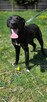 Labrador mix Grzybek -szuka domu schronisko Zgierz -akltualne - 3