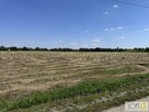 Działka Kupienin gm. Mędrzechów - 1