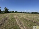 Działka Kupienin gm. Mędrzechów - 10