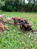 Szczeniaki Bokser - 3