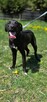 Labrador mix Grzybek -szuka domu schronisko Zgierz -akltualne - 5