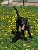 Labrador mix Grzybek -szuka domu schronisko Zgierz -akltualne - 4