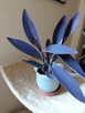 Filodendron, szczawik, monstera i inne - 14