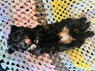 Pomachon - hybryda Bichon Frise i Pomeranian - 8