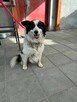 Border Collie mix Lewy szuka domu schronisko Zgierz -aktualne - 6