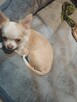 Śliczna Długowłosy Chihuahua