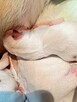Prześliczna Niebieska Maleńka XXS Chihuahua [ REZERWACJA] - 9