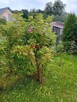 Sprzedam mieszkanie - 12