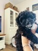 Pomachon - hybryda Bichon Frise i Pomeranian