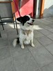 Border Collie mix Lewy szuka domu schronisko Zgierz -aktualne - 3