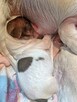 Prześliczna Niebieska Maleńka XXS Chihuahua [ REZERWACJA] - 8