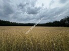 ⭐⭐⭐⭐Lux DZIAŁKA W OTULINIE LAsU Idealna cisza ⭐⭐⭐⭐ - 16