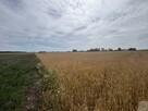 Działka siedliskowa Przecław gm. Szamotuły - 2
