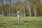 Faworek-delikatny psiak czeka na cierliwy dom-adopcja - 5