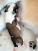 Prześliczna Niebieska Maleńka XXS Chihuahua [ REZERWACJA] - 14