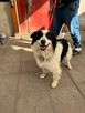 Border Collie mix Lewy szuka domu schronisko Zgierz -aktualne - 2