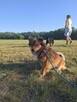 Tościk-niewielki, kompaktowy rudy poesek do adopcji - 2