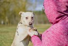Faworek-delikatny psiak czeka na cierliwy dom-adopcja - 3