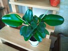 Filodendron, szczawik, monstera i inne - 13